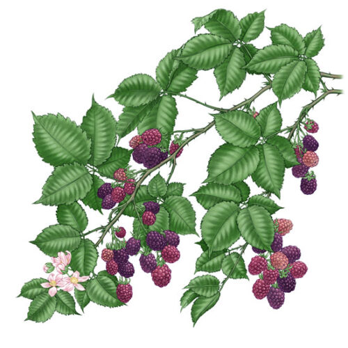 All About Growing Blackberries